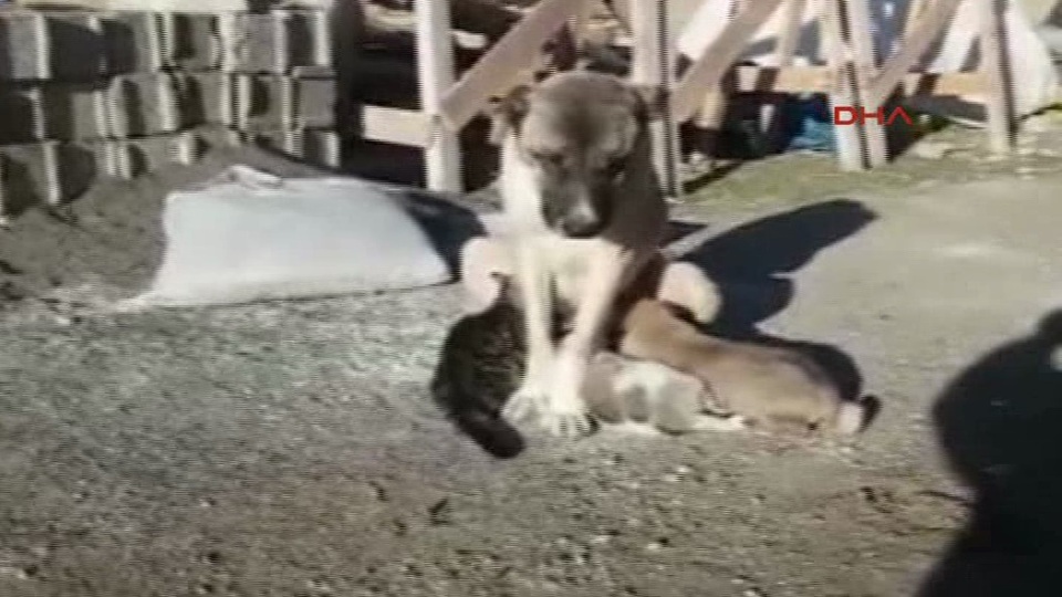 Kangal köpeği, yavru kediyi emziriyor
