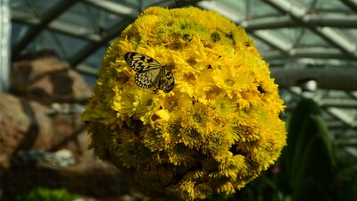 Doğal yaşam alanındaki kelebeklere ziyaretçi akını