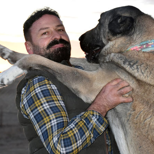 Kangal köpekleri İngiltere'nin gündeminde