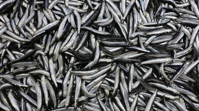 Fiyatı yarı yarıya indi!