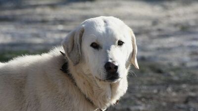 İstanbul'un asayişi 'Akbaş'lara emanet