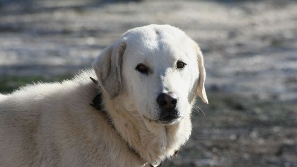 İstanbul'un asayişi 'Akbaş'lara emanet