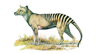 Tazmanya Kaplanı geri getirilecek!