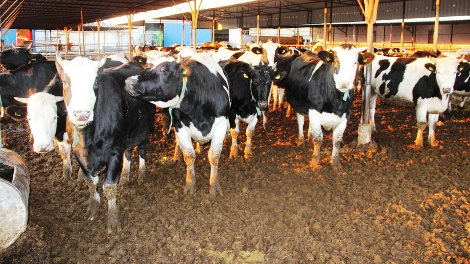 Bir adet ithal sığır kaç lira? İşte net rakam