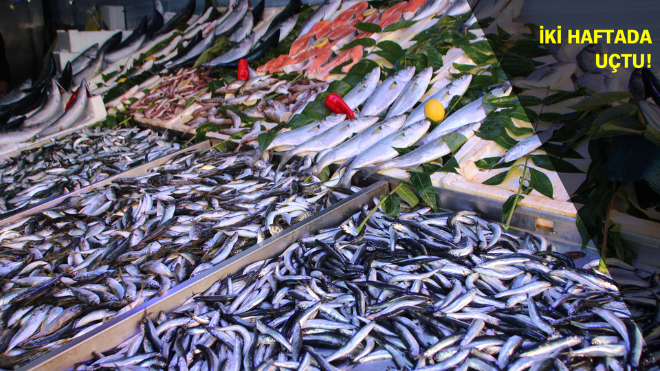 Hangi balık ne kadar?