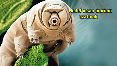 Ankara Üniversitesi, ölümsüz canlıyı inceliyor!