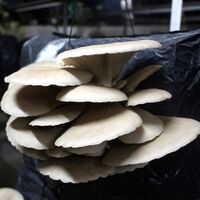 Hayallerine kavuşuyorlar