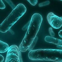 Temporal lob epilepsi hastalığı nedir?