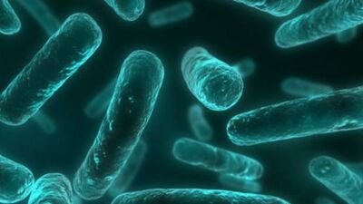 Temporal lob epilepsi hastalığı nedir?