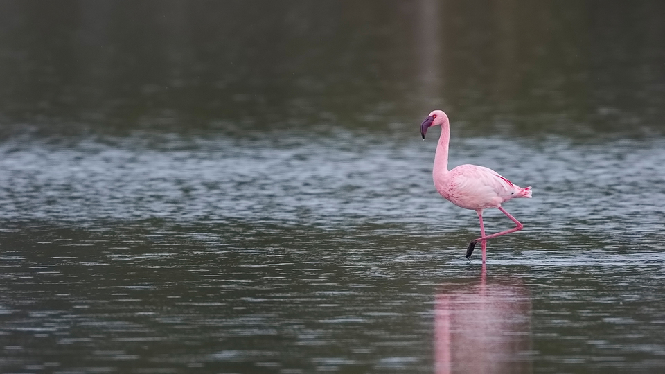 İzmir'in flamingolarına Afrika'dan destek
