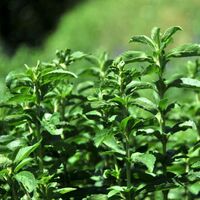 İsmini Cumhurbaşkanı verdi, fabrikası kuruluyor