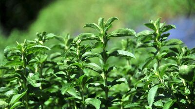 İsmini Cumhurbaşkanı verdi, fabrikası kuruluyor