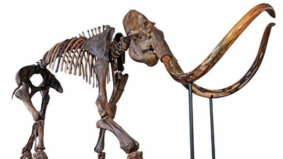 Mamuta 646 bin dolar