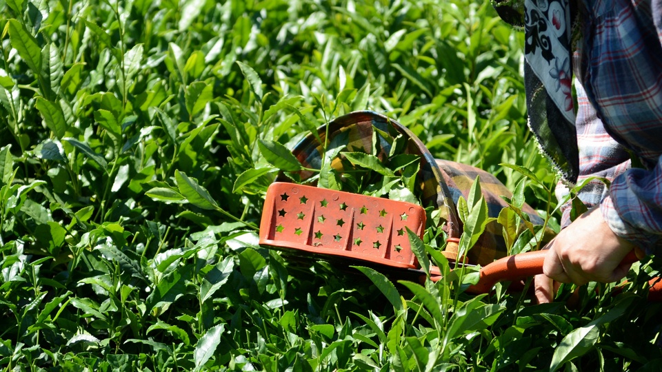 101 ülkeye ihracatı gerçekleşti, milyon dolarlar kazandırdı