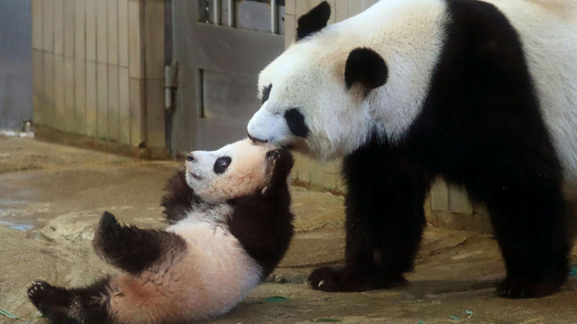 Panda dışkılarından tuvalet kağıdı yaptılar