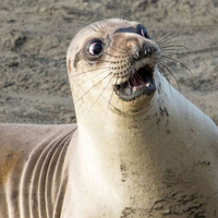 2017'nin en komik vahşi yaşam fotoğrafları