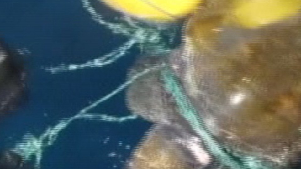 Okyanusta deniz kaplumbağasıyla uyuşturucu ticareti