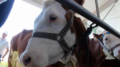 Ankara'da trajikomik inek davası