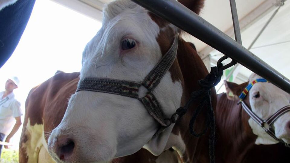 Ankara'da trajikomik inek davası