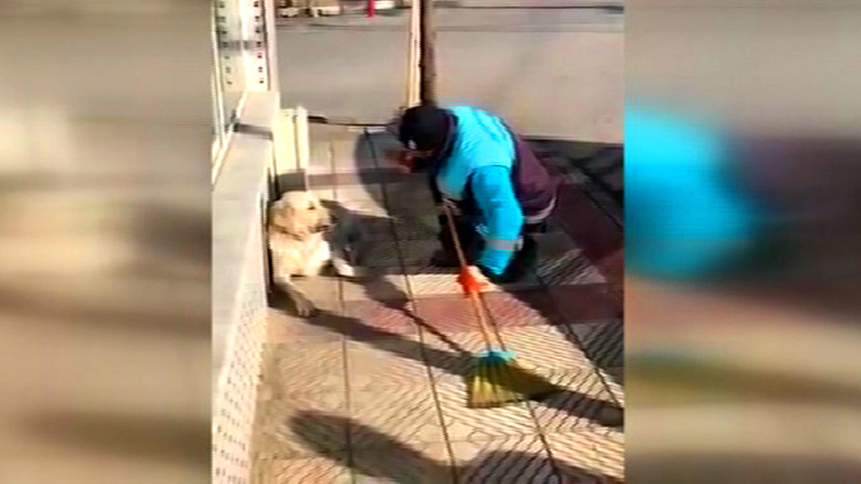Sokak köpeği karşısında çekilen video izlenme rekoru kırdı!