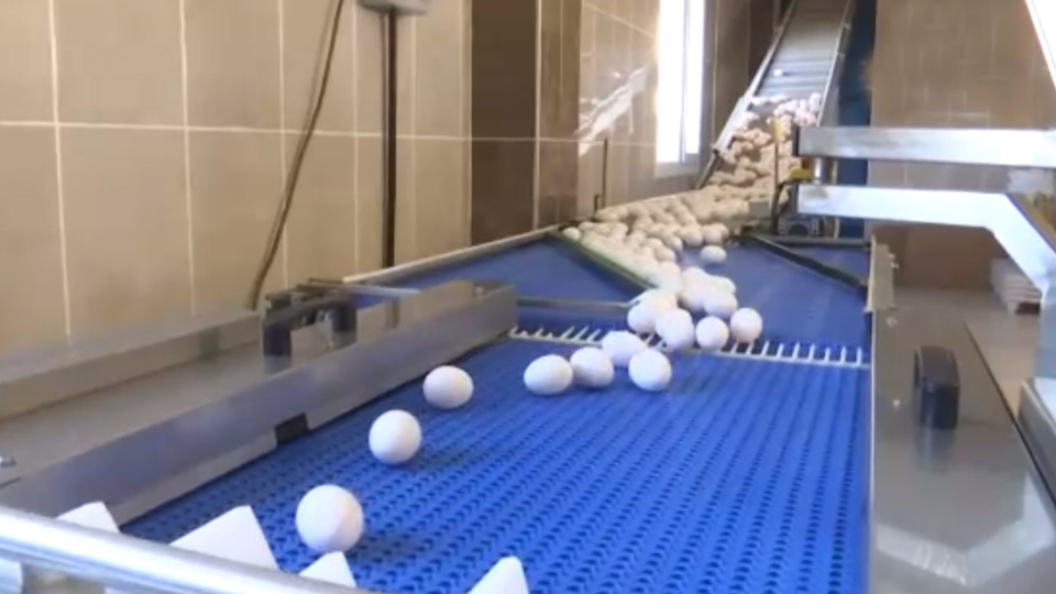 Volta atan tavuk yumurtası!