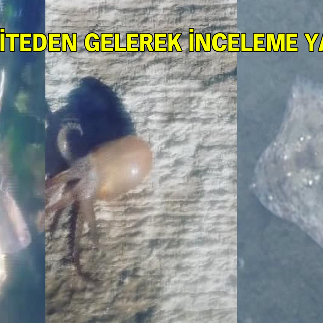 Maltepe sahilinde şaşkınlık yaratan olay! Onlarcası kıyıya vurdu