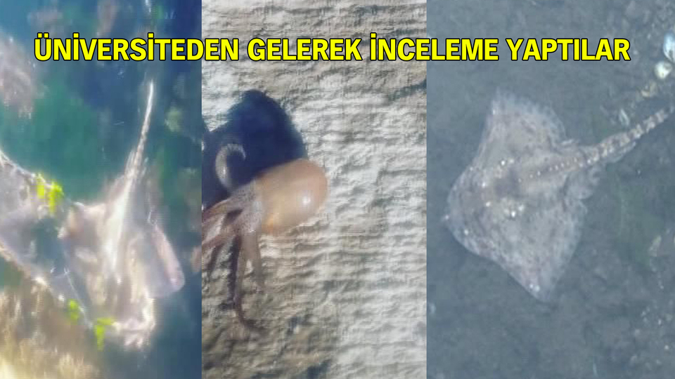 Maltepe sahilinde şaşkınlık yaratan olay! Onlarcası kıyıya vurdu