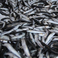 Hamsiden kötü haber geldi