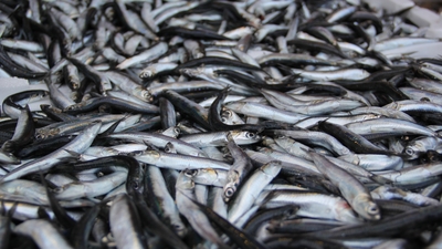 Hamsiden kötü haber geldi