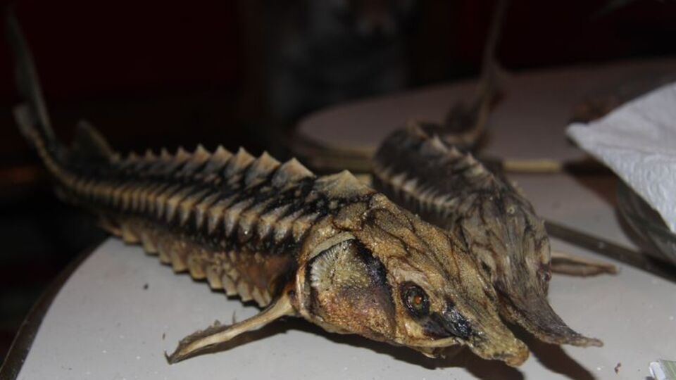 Nesli tükenen hayvanları gelecek nesillere taşıyor