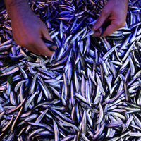 Hamsiler Gürcistan'dan gelecek