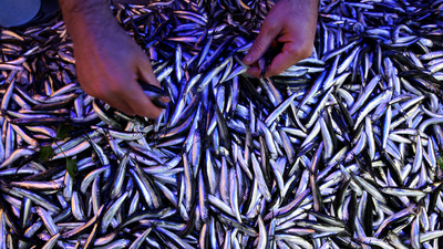 Hamsiler Gürcistan'dan gelecek