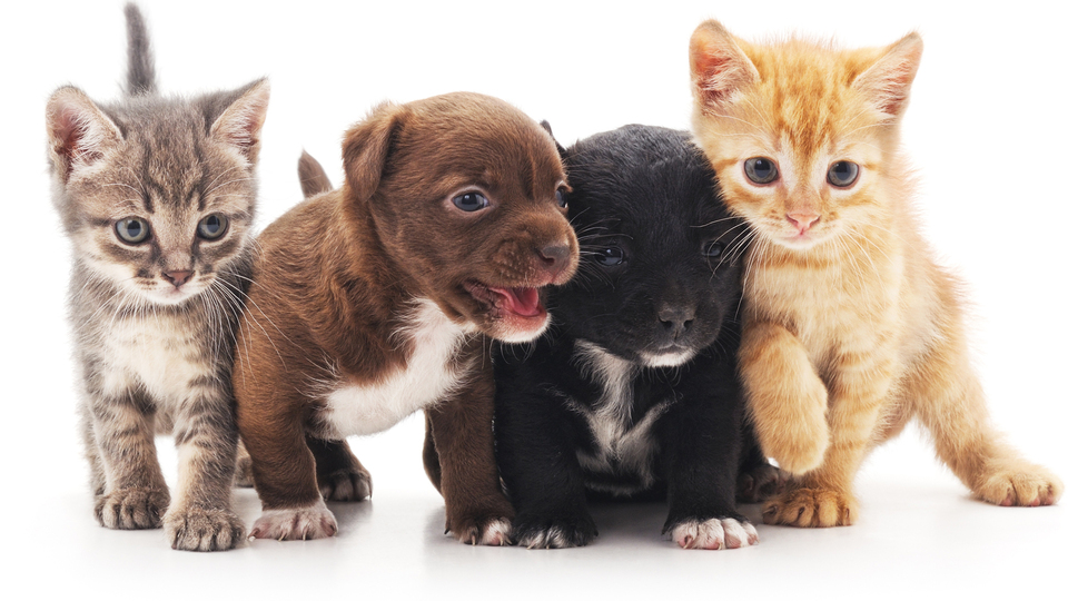 Hayvanlar hediye değildir!