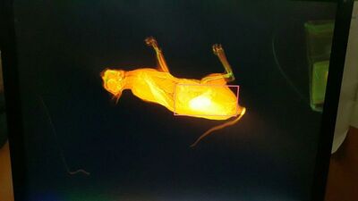 X-ray cihazında fark edildi!