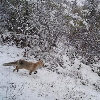Ardahan'da vahşi yaşamdan muhteşem kareler!