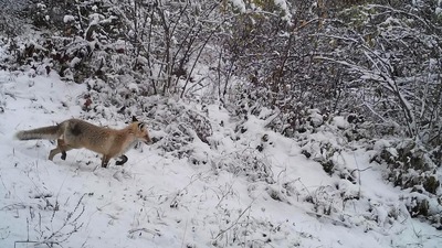 Ardahan'da vahşi yaşamdan muhteşem kareler!