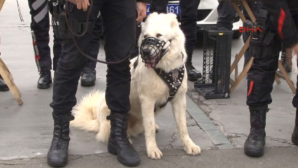 Bir ilk olacak! 12 kangal ve 10 akbaş...