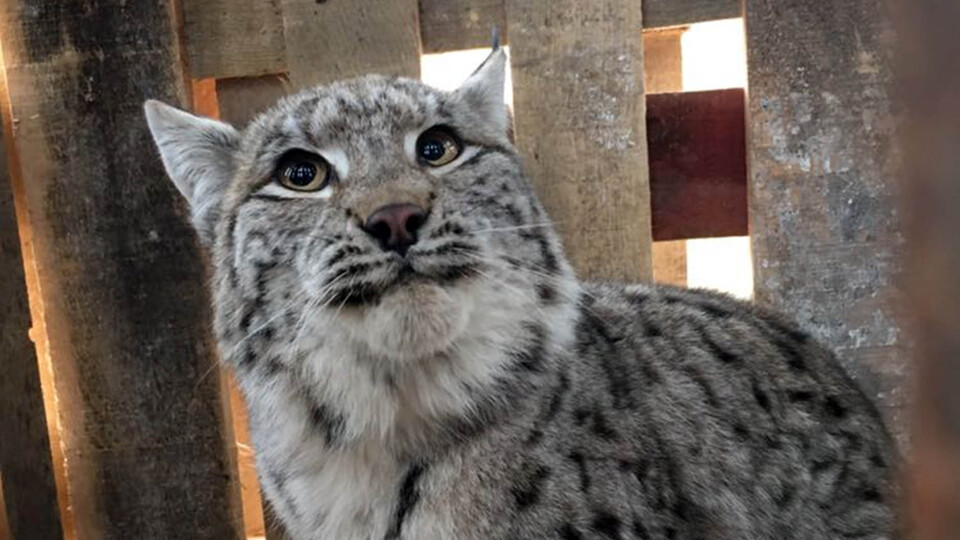 Yurt bahçesine giren 'Misafir' doğaya bırakıldı