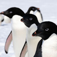 Penguenler donmasın diye bunu yaptılar!