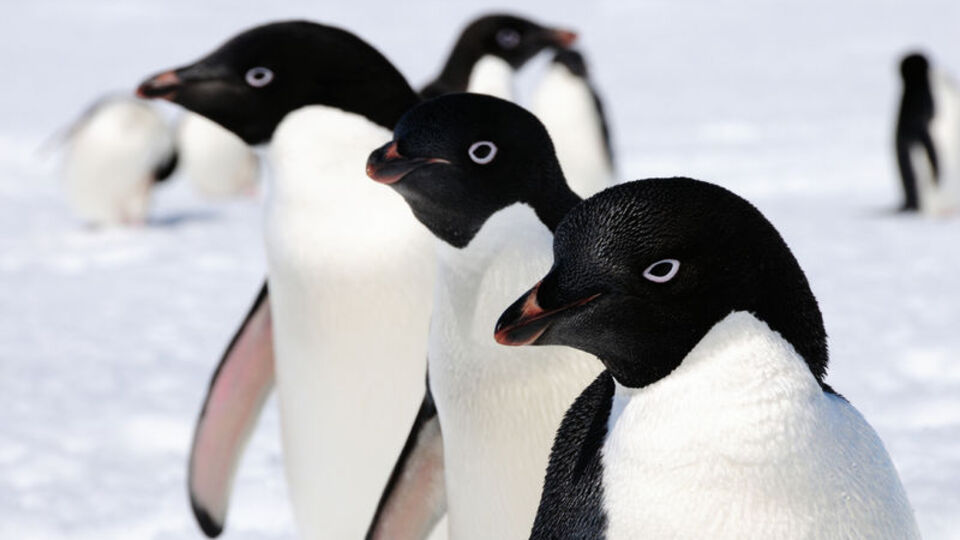 Penguenler donmasın diye bunu yaptılar!
