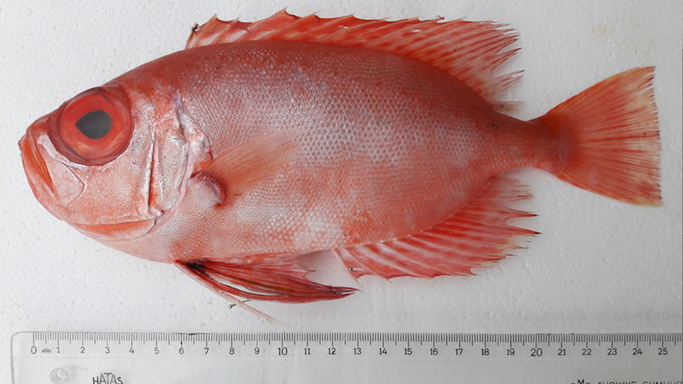 Türkiye'de ilk kez görüldü!