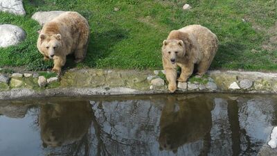 Yer: Bursa... Ayılar kış uykusuna yatmayı unuttu!