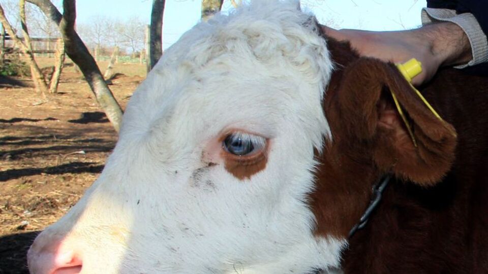 Samsunlu 'Ay' 1 milyon dolara satışa çıktı!