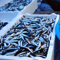 Bir gecede kilosu 2 misli arttı!