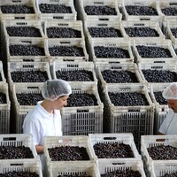 Marmarabirlik TSK'ya 44 milyon liralık zeytin verecek