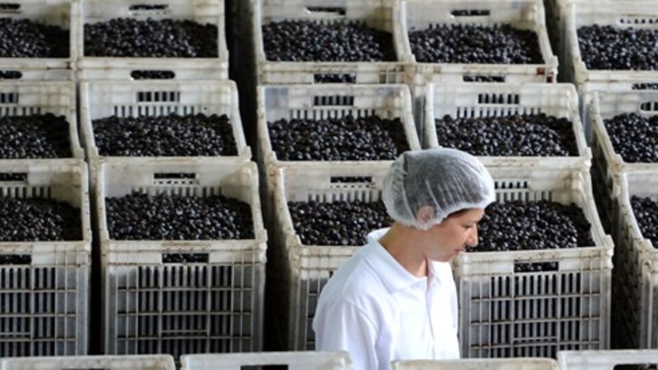 Marmarabirlik TSK'ya 44 milyon liralık zeytin verecek