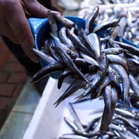 Sıcaklık değişti balıklar kaçtı