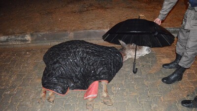 Günün en güzel karesi!