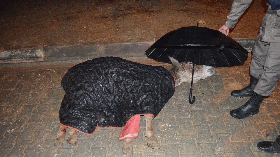 Günün en güzel karesi!