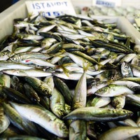 Tehlike çanları istavrit için de çalıyor!